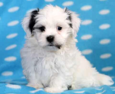 Shadow Havanese Mix2