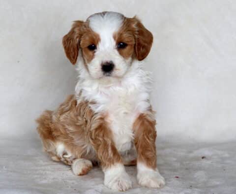 Shadow Mini Bernedoodle