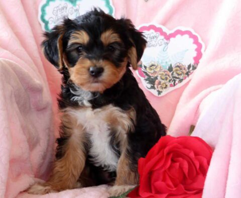 Shadow Yorkiepoo