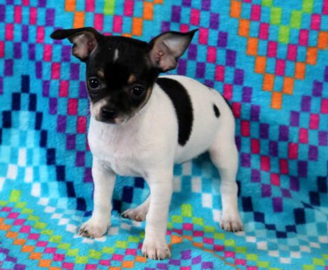 Shayla Chihuahua