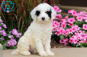 Sheepadoodle