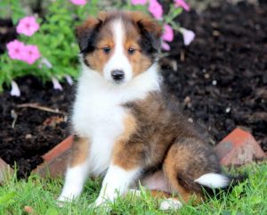 Shetland Sheepdog puppies for sale