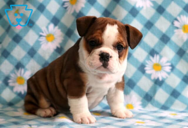 Sherman Bulldog image