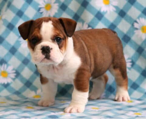 Sherman Bulldog2
