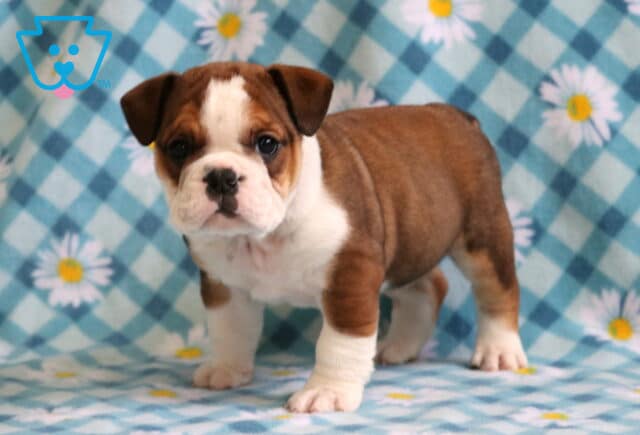 Sherman Bulldog2 image
