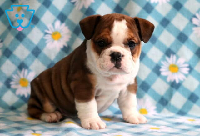 Sherman Bulldog3 image