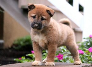 Shiba Inu puppies for sale