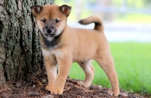 Shiba Inu Mix puppies for sale