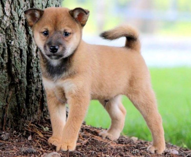Shiba Inu Mix puppies for sale
