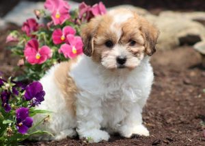 shichon puppies for sale