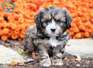 Shih Tzu Mix puppies for sale