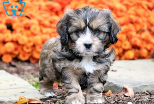 Shih Tzu Mix puppies for sale