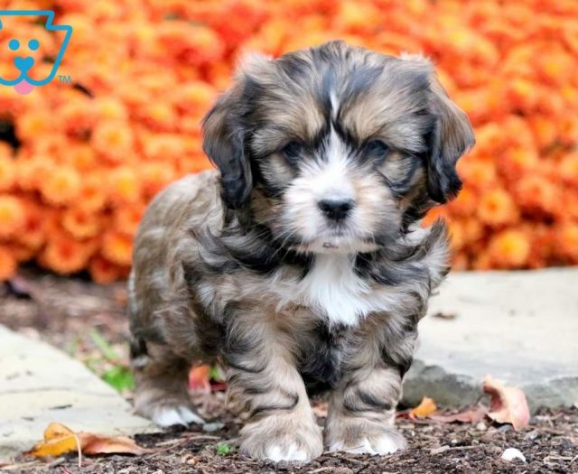 Shih Tzu Mix puppies for sale
