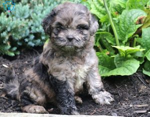 shihpoo puppies for sale
