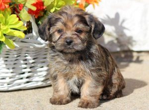 shorkie puppies for sale