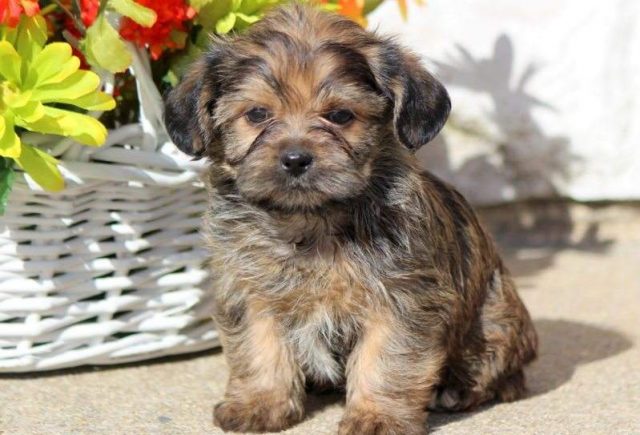 shorkie puppies for sale