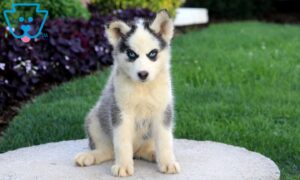 Siberian Husky Mix