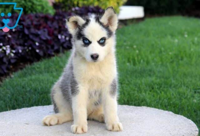 Siberian Husky Mix