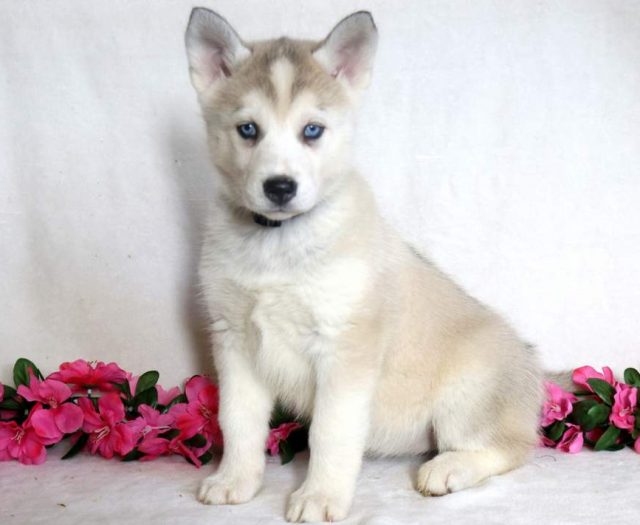 Siberian Husky Mix puppies for sale