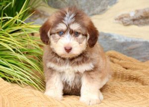 Siberian husky poo puppies for sale