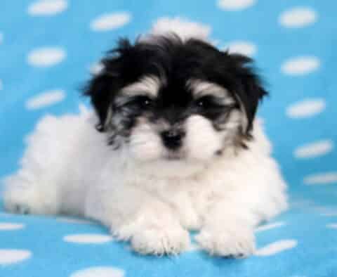 Sid Havanese Mix2