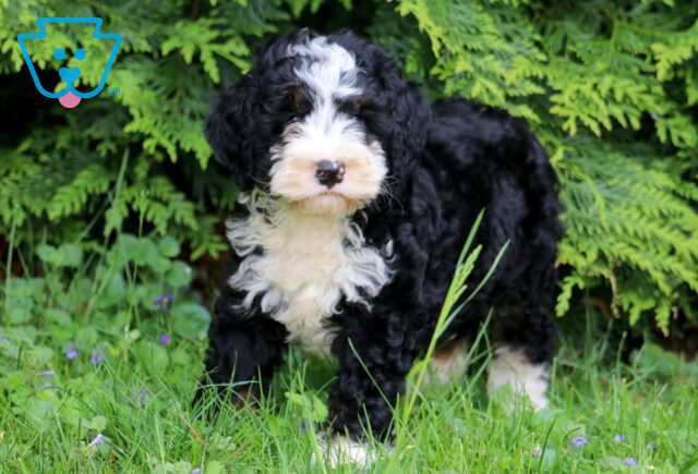 Sid Mini Bernedoodle 1-001