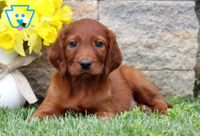 Sid Setter2 image