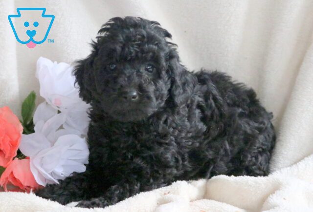 Silky Mini Labradoodle 1-001