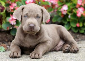 Silver Labrador Retriever puppies for sale