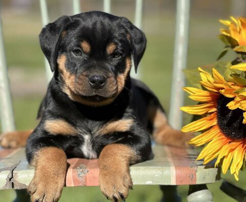 Simba Mini Rottweiler