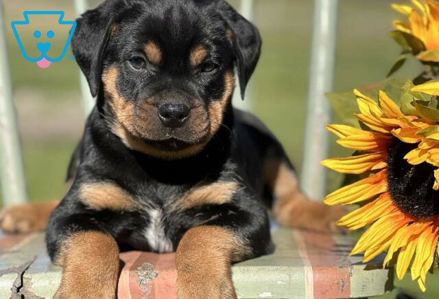 Simba Mini Rottweiler image