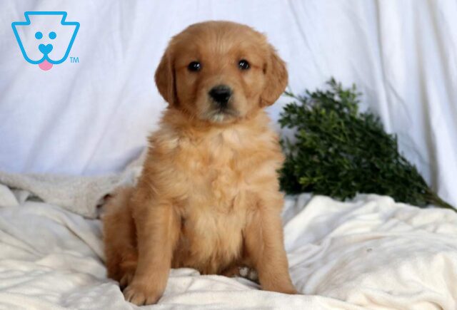 Simpson Golden Retriever image