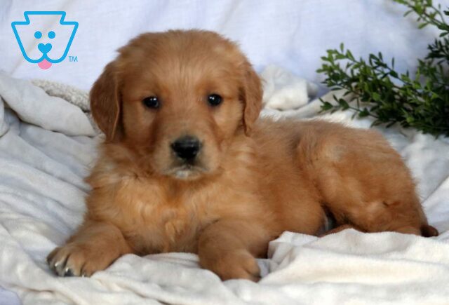 Simpson Golden Retriever2 image