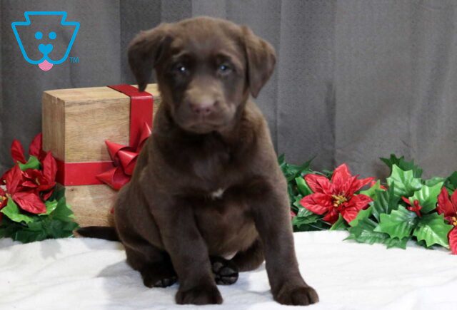 Sissy Choc Lab image