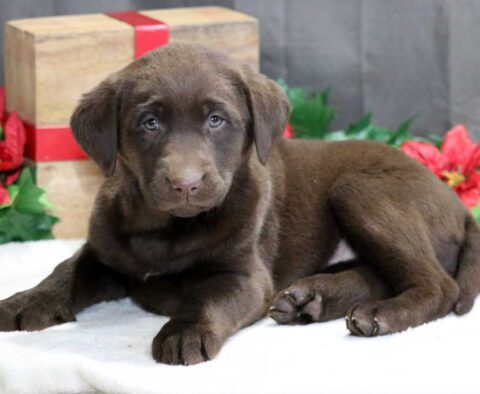 Sissy Choc Lab2