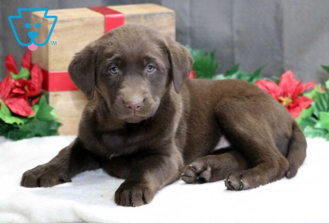 Sissy Choc Lab2 image