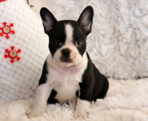 Skippy Frenchton2