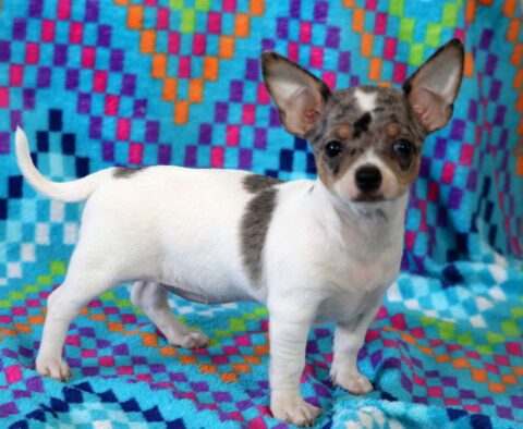 Skittles Chihuahua