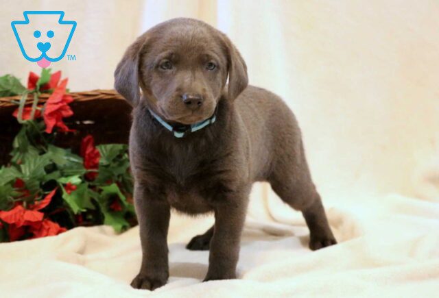 Sky Charcoal Lab image