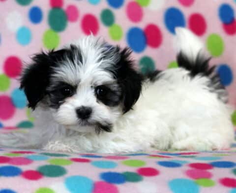 Sky Havanese Mix