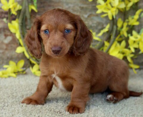 Skyler Mini Dachshund