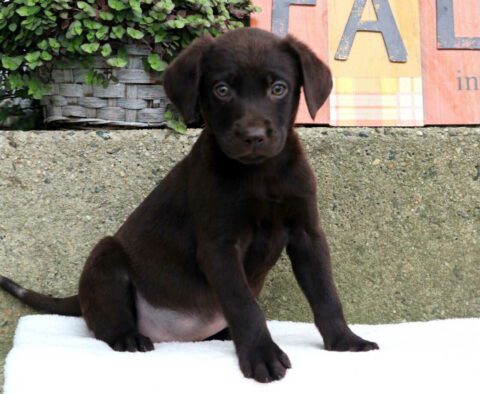 Snickers Lab
