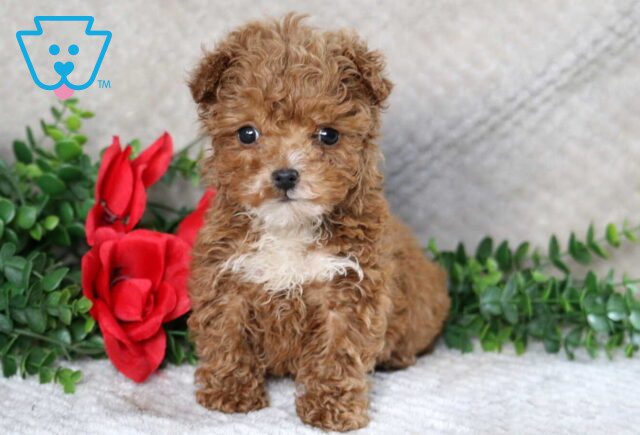 Snickers Maltipoo image