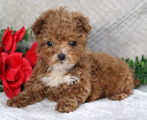 Snickers Maltipoo2
