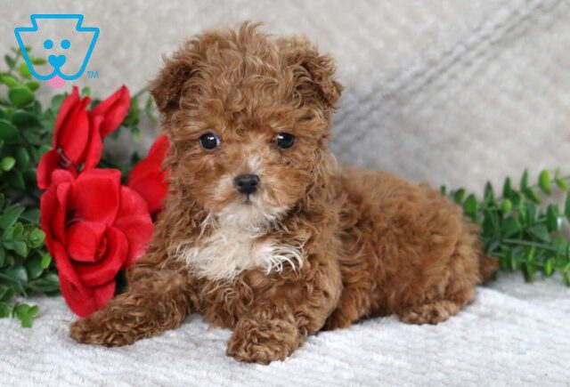Snickers Maltipoo2 image