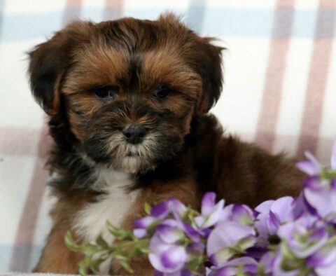 Snickers Shichon2