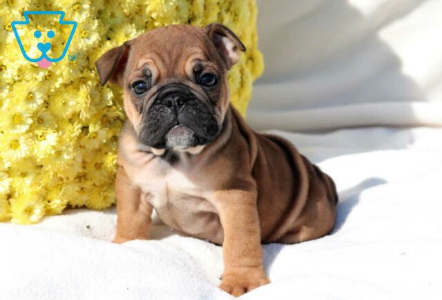 Snoopy Bulldog image
