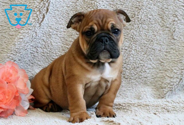 Snoopy Bulldog Retake image