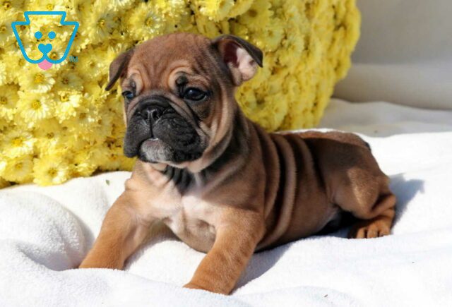 Snoopy Bulldog2 image