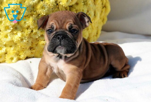 Snoopy Bulldog3 image